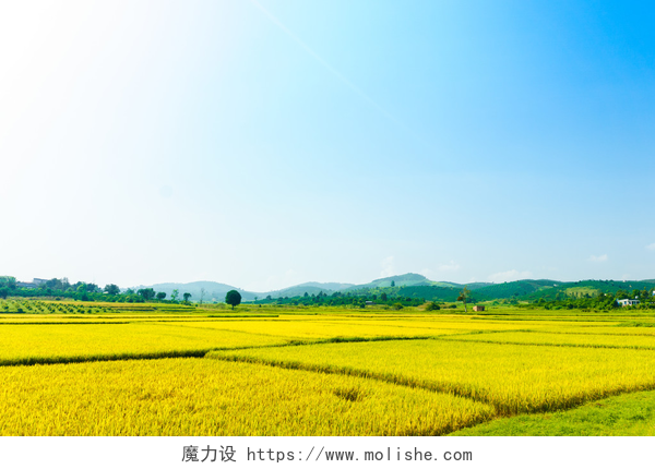 蓝天下的金黄色稻田稻田
